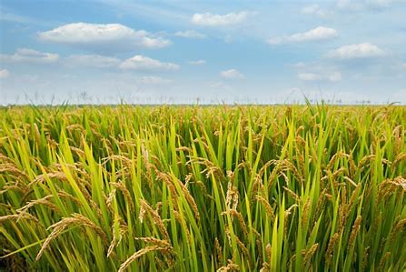 高光谱在水稻含氮量测定中的应用研究