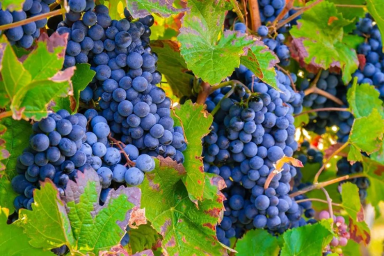 利用归一化植被指数评价酿酒葡萄生长状况的研究