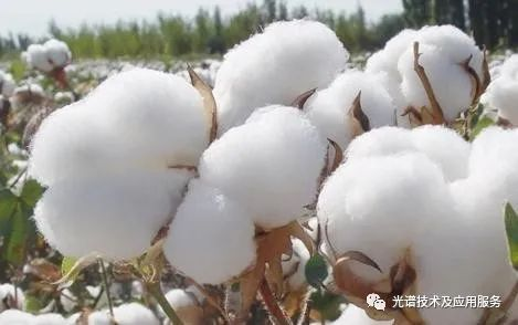高光谱成像系统检测棉花中的异质成分