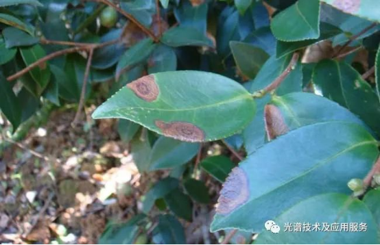 高光谱无人机遥感影像识别技术在茶园病虫害中的应用