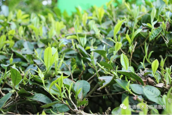 高光谱无人机遥感影像识别技术在茶园病虫害中的应用