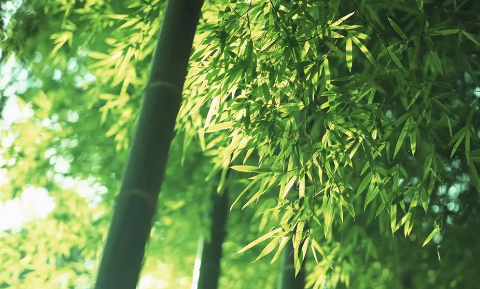 在竹资源开发中高光谱相机的作用