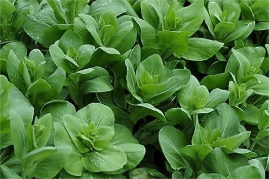 高光谱相机应用于冬油菜苗中杂草识别分析