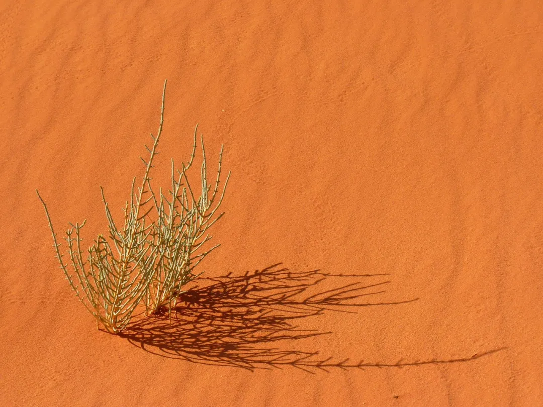 腾格里沙漠典型植物含水率与地物光谱的关系分析