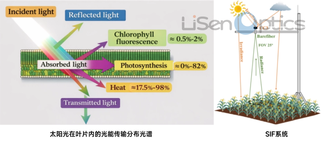 双碳战略再添利器！莱森光学发布全自动日光诱导荧光观测系统，高精度捕捉植被“呼吸信号”